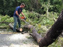 Best Tree Trimming and Pruning  in Geneva, OH