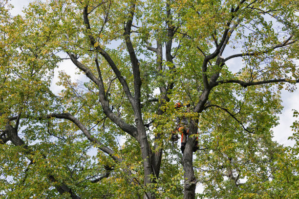 Best Tree Removal  in Geneva, OH